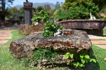 beautiful bonsai tree in the garden on daylight
