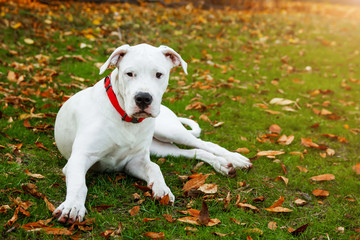 Dogo argentino sitting on grass in autumn park near red leaves. Canine background