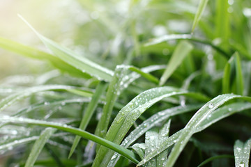 green leaves of grass with drops after rain. wet spring landscape