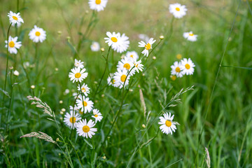 Fleurs - arrière plan