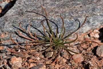 Soft focus detail flower in nature.