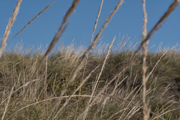 Fototapeta premium Feather grass in steppe Almeria, Spain.