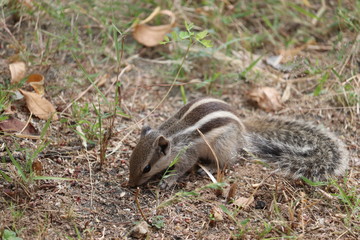 black and white line squirrel in autumn