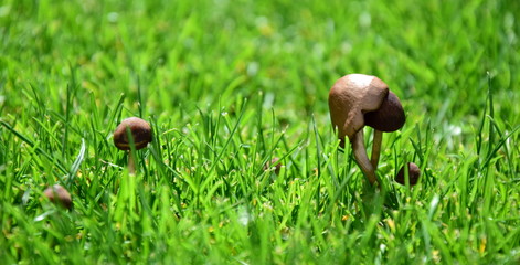 Kleine braune Pilze wachsen im Garten auf dem Rasen