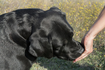 Detail of a dog's head as she eats a delicacy from her hand.