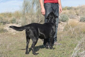 Labrador dog with middle-aged man playing on a walk in nature.