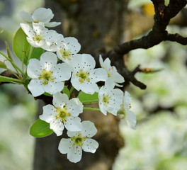 Birnenblüten - Birnbaumblüte in Südtirol