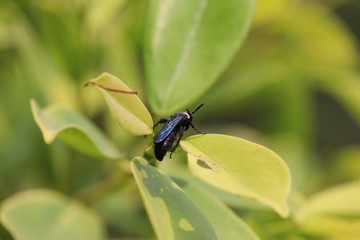 A black wasp on the green leaf in summer on meadow