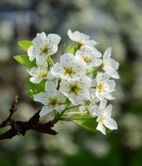 Birnenblüten - Birnbaum - Birnbaumblüte im Frühling in Südtirol