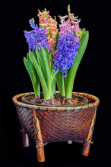 Pink and blue hyacinths in a bowl sit in a Thai hand-woven basket