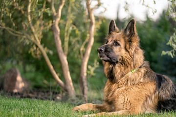 Naklejka premium Pies w ogrodzie