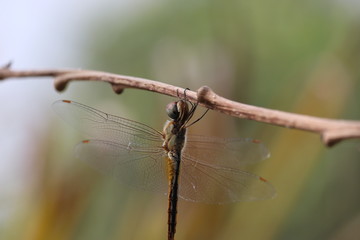 dragonfly insect perched on a tree branch in autumn