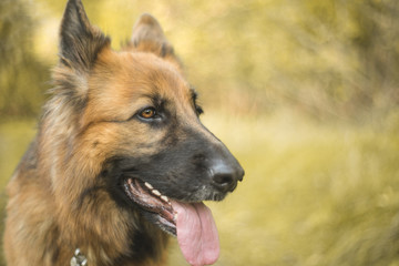 portret psa, owczarek niemiecki  © af-mar