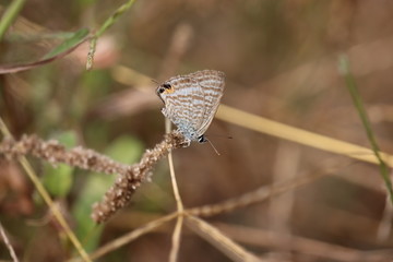 butterfly insect perched on a tree branch in meadow