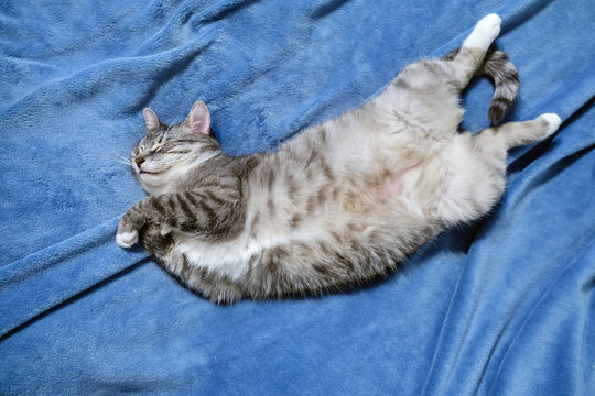 A grey cat lies belly up on a blue blanket