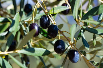 Ripe black olives on tree branches