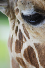 giraffs eye