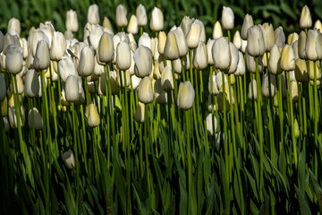 white tulips on green stems