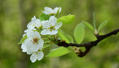 Obraz premium Birnenblüten - Birnbaumblüte in Südtirol