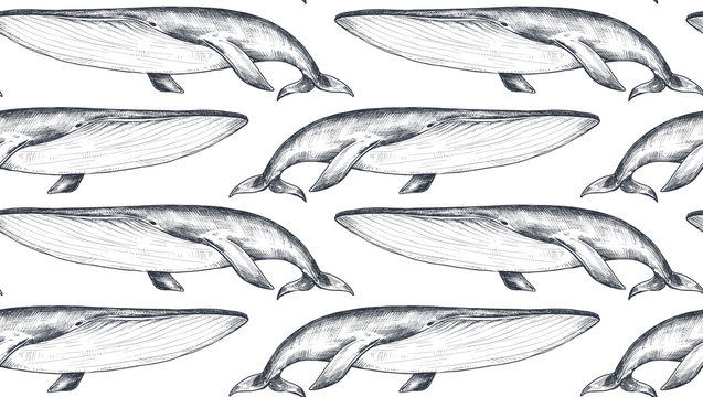 Vector monochrome seamless pattern with whales in sketch style. Underwater world.