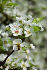 Birnenblüten - Birnbaumblüte in Südtirol