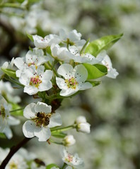 Birnenblüte - Birnenblüten in der Morgensonne - Birnenbaum