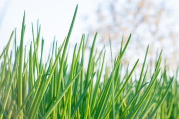growing onion plantation in the vegetable garden. Lush bunches of green onions growing in the garden close-up. Organic growing onions.