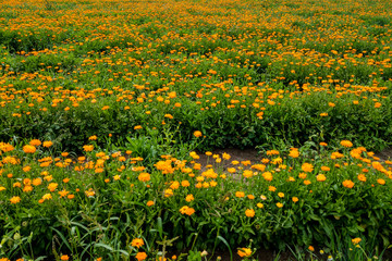 Orange pot marigold. Calendula officinalis field, summer.