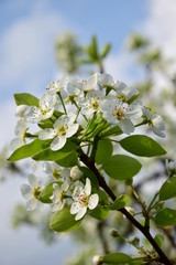 Birnenblüte - Birnenblüten in der Morgensonne - Birnenbaum