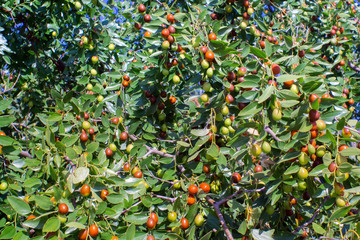 Ziziphus mauritiana Chinese date, ber, marmalade, Indian plum tropical fruit tree. the cultivation of berries.