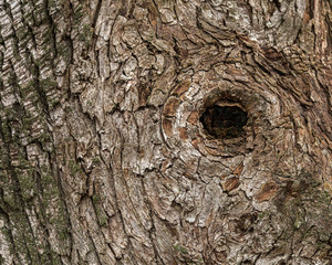 Close-up  . Natural background. Tree bark texture