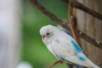 parakeet on a branch