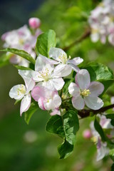 Apfelbaum Blütezeit - Apfelblüten im Sonnenschein