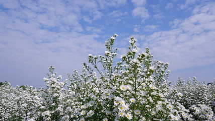 blossoming apple tree in spring