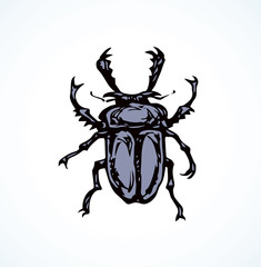 Lucanus cervus. Vector drawing