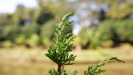 Fototapeta premium branch of a tree