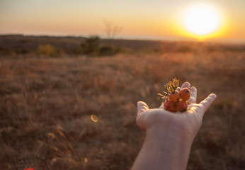 Close-up of the hand holding paradise apples against the sunset.