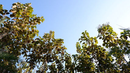 branch of a tree