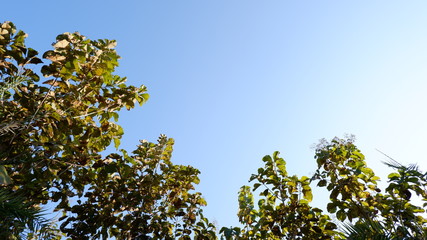 green leaves of tree