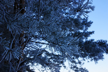The branches of a pine in hoarfrost