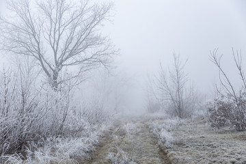 Fototapeta na wymiar Path through a frosty, foggy forest