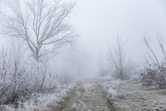  Path through a frosty, foggy forest