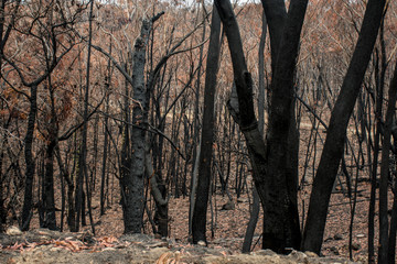 Australian bushfire aftermath: burnt eucalyptus trees suffered from firestorm
