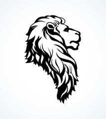Lion. Vector drawing