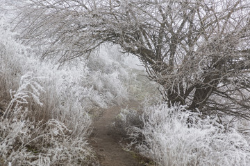  Path through a frosty, foggy forest