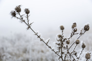  Plants in hoarfrost, winter fog