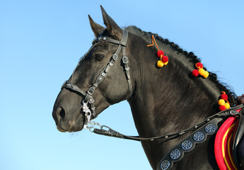 Fototapeta na wymiar Andalusian horse are prepared for Agricultural show 