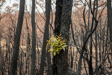 Australian bushfires aftermath: eucalyptus trees recovering after severe fire damage. Eucalyptus...