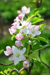 Apfelbaum - Blüten - Apfelblüten im Frühling in Südtirol