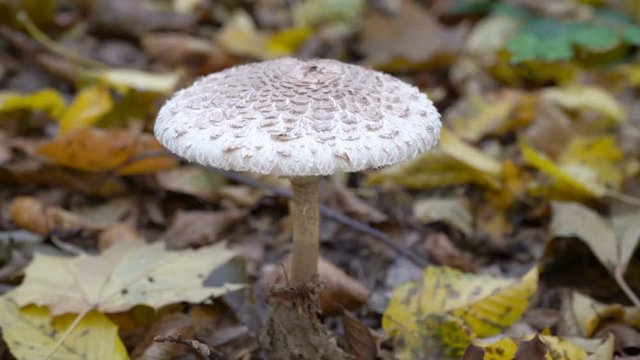 parasol mushroom,a tall Macrolepiota mushroom grows in the forest